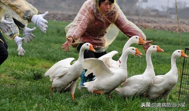 成品鹅价格最新行情动态及指南