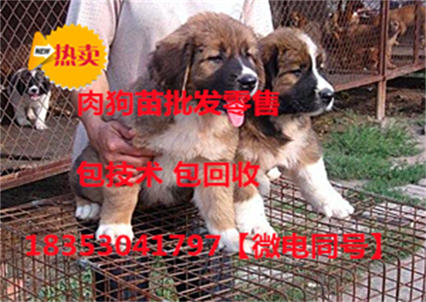 肉狗养殖行情探秘，特色美食店背后的肉狗产业探秘
