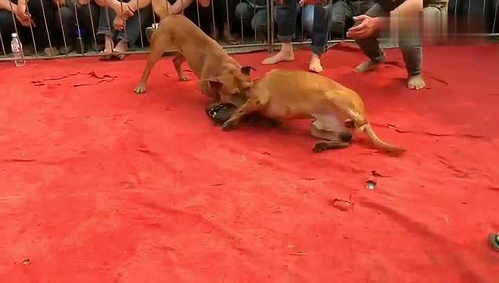 最新土狗斗激战开启，新星斗犬荣耀诞生！