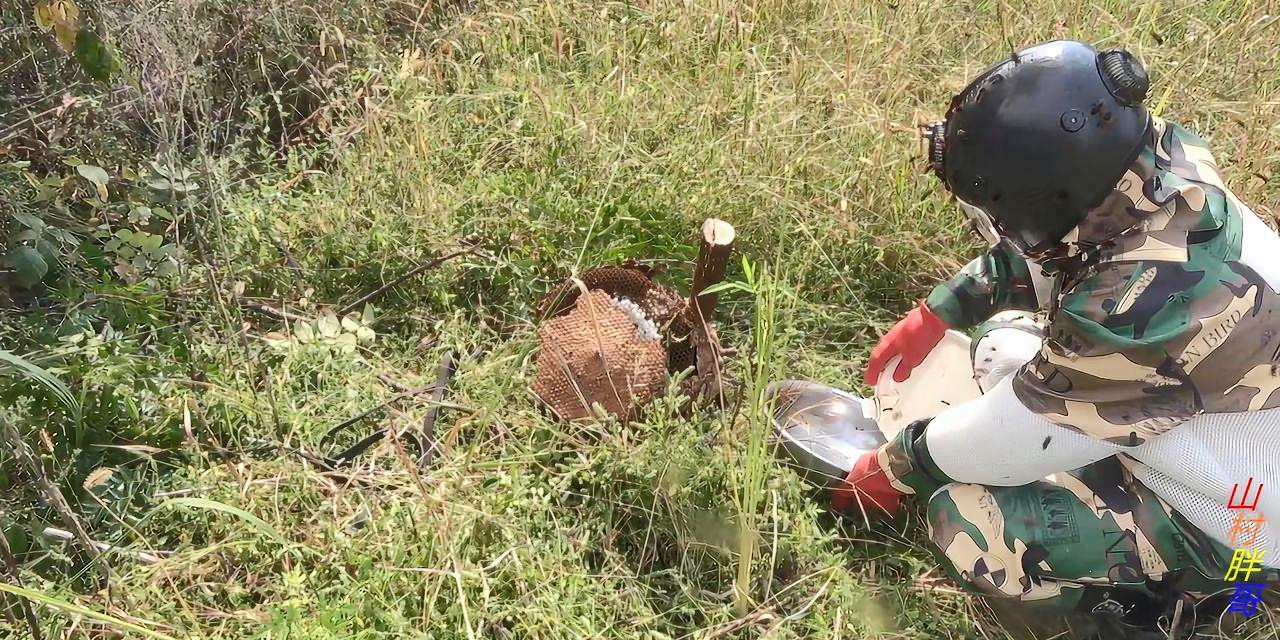 最新高效安全捕马蜂技术揭秘与案例分析