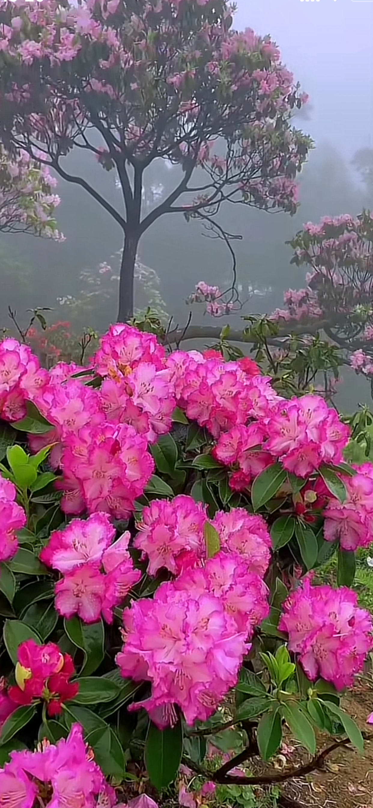 下午好最新，自然美景探索之旅启程