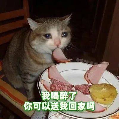 绿茶猫最新动态，学习变化，激发自信与成就感的力量